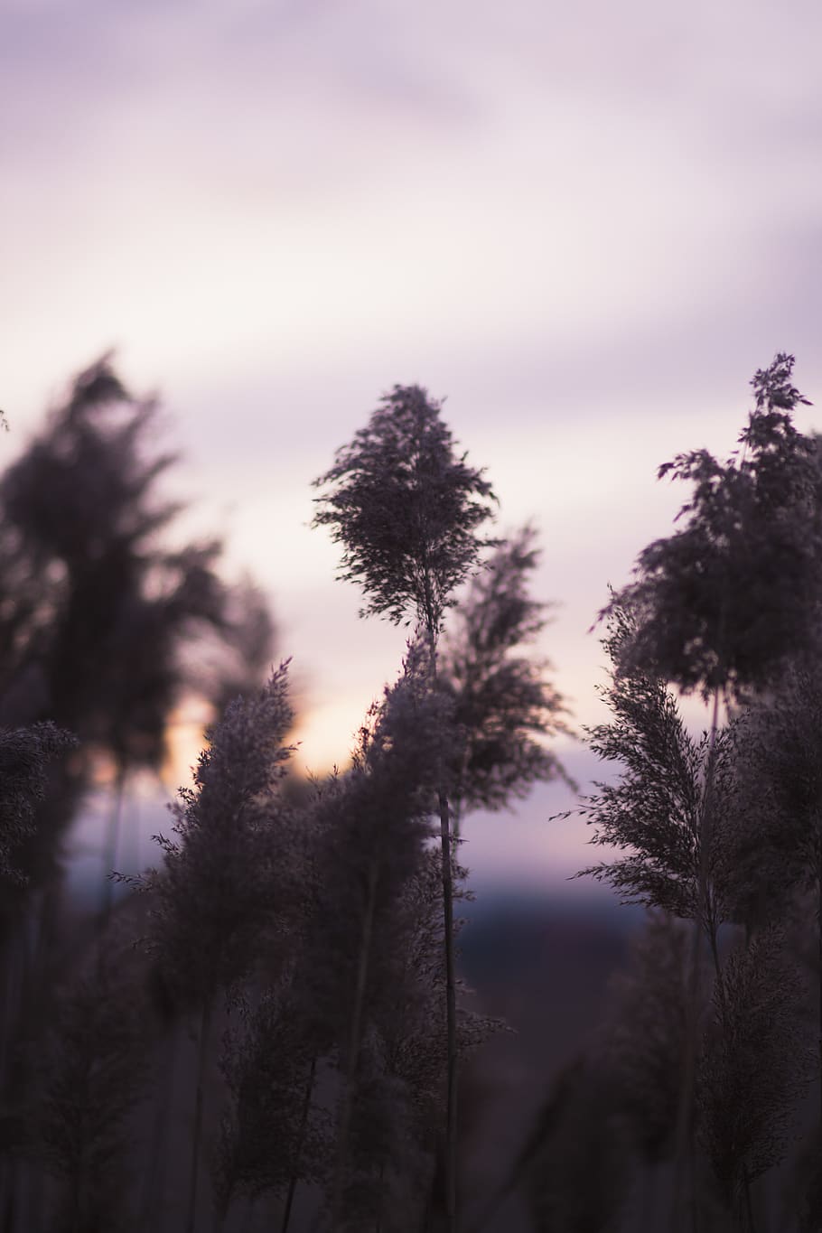 Selective Focus Photography of White Leaf Plants, blurred background HD wallpaper