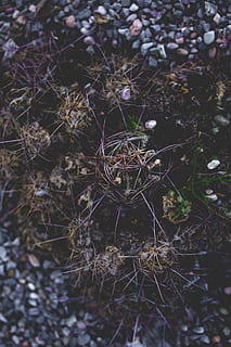 crystal, spider web, sphere, arachnid, invertebrate, animal HD wallpaper