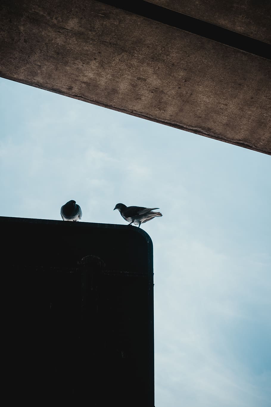 belgium, leuven, background, beautiful, bird, black, building HD wallpaper