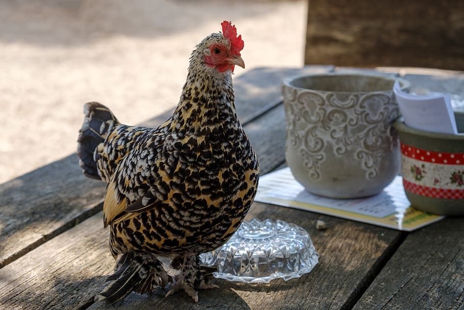 hahn, chicken, table, plumage, bird, poultry, feather, livestock, HD wallpaper