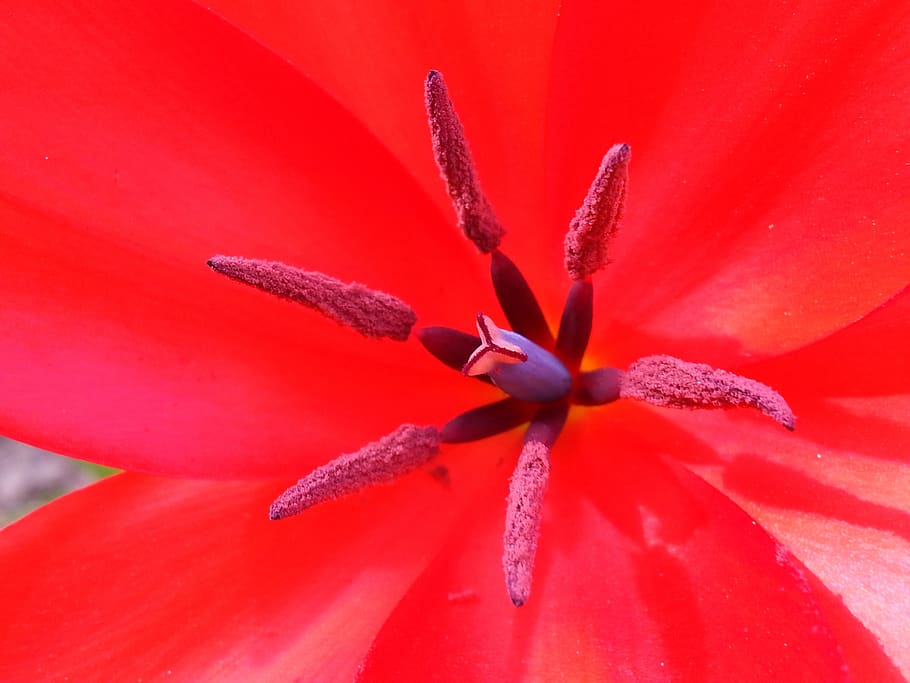 flower, flowering plant, close-up, growth, beauty in nature HD wallpaper