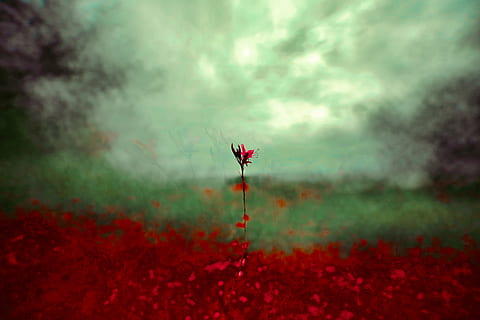 selective focus photo of red-petaled flower, vegetation, layered HD wallpaper