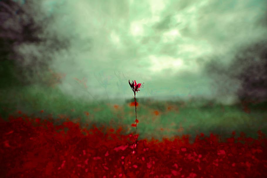 selective focus photo of red-petaled flower, vegetation, layered HD wallpaper