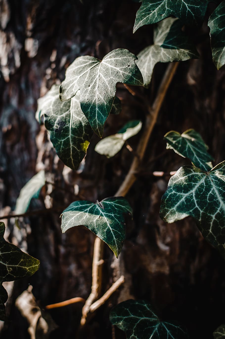green leaf, plant, veins, ivy, tree, butterfly, animal, invertebrate HD wallpaper