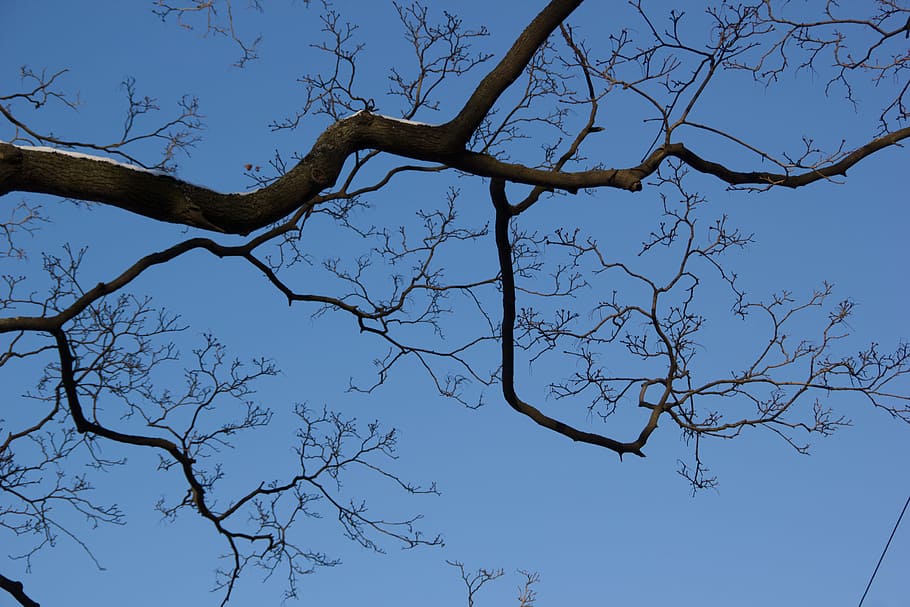 branch, tree, abstract, bare tree, sky, plant, low angle view HD wallpaper
