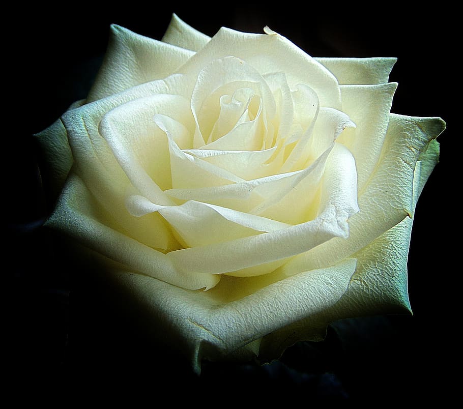 Shallow Focus Photography of White Rose, beautiful, bloom, blooming HD wallpaper