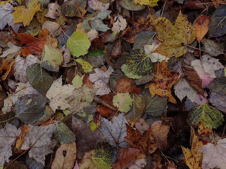stack of leaves, ivy, flora, plant, leaf, maple leaf, hole, oak HD wallpaper