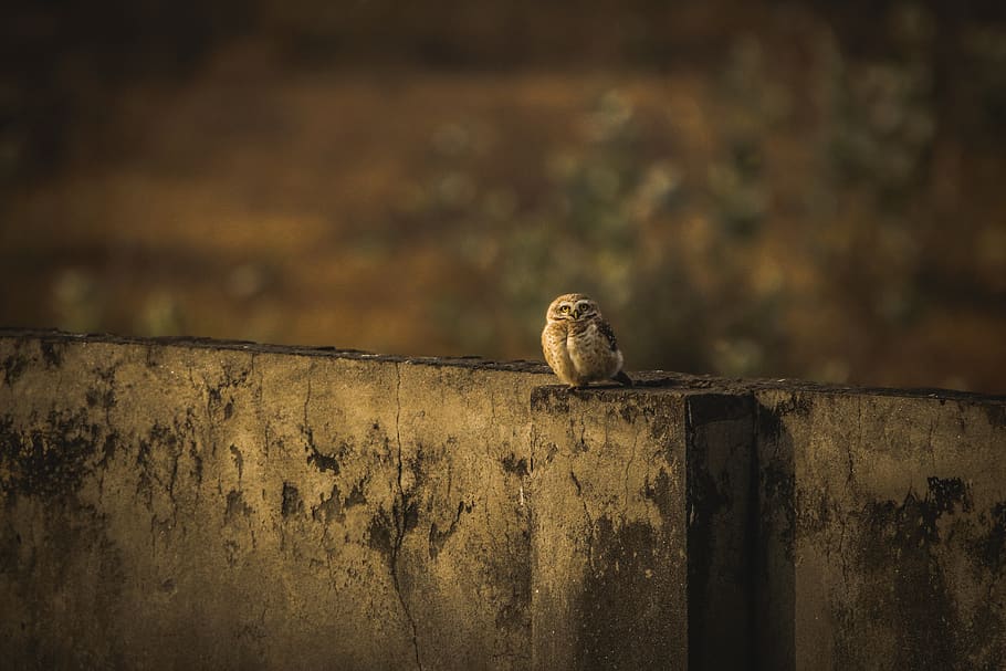 owl, wallpaper, bird, night, portrait, eye, magic, wildlife HD wallpaper