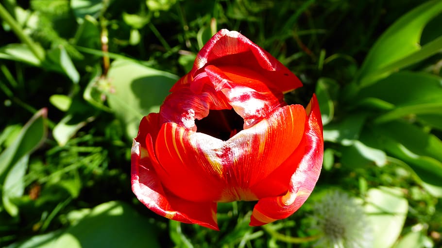 fleur, fiore, red, plant, close-up, growth, no people, flower head HD wallpaper