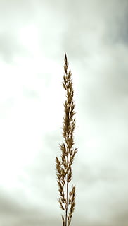 stem, plant, nature, macro, minimalism, minimalistic, sky, white HD wallpaper