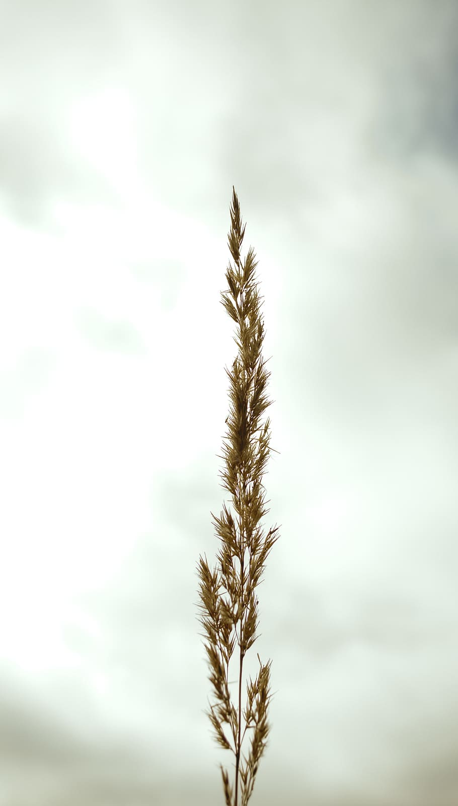stem, plant, nature, macro, minimalism, minimalistic, sky, white HD wallpaper