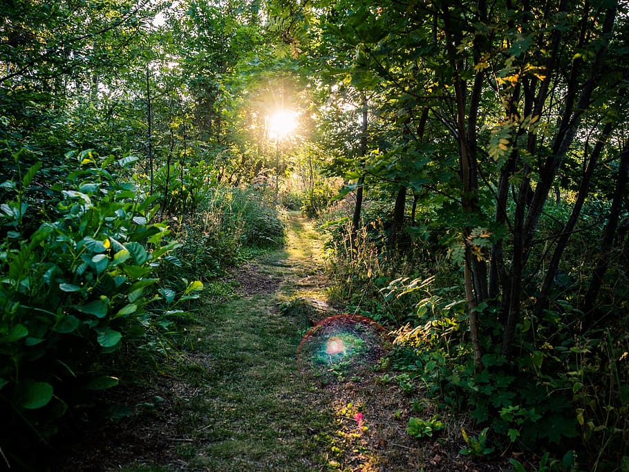 finland, rauma, plant, tree, growth, tranquility, footpath HD wallpaper
