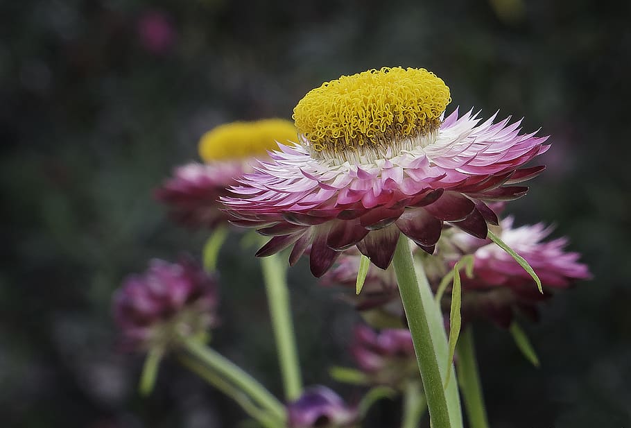 flowering plant, fragility, vulnerability, freshness, beauty in nature HD wallpaper