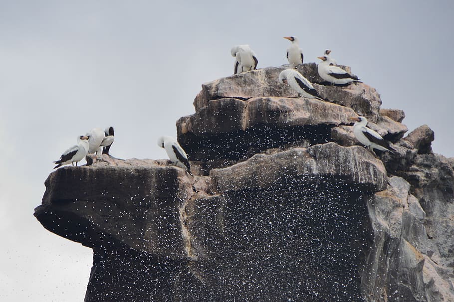 birds, rock, waves, nature, landscape, galápagos, rocks, sky HD wallpaper