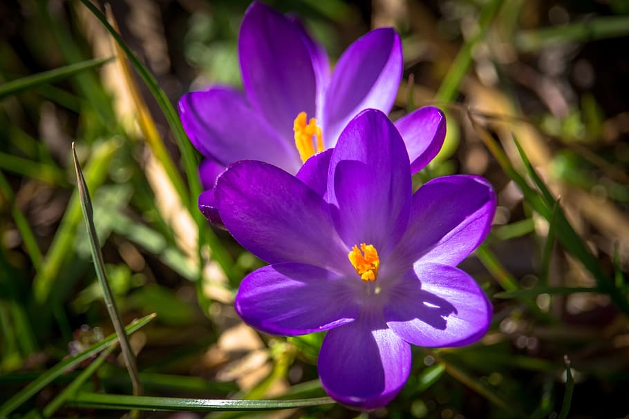 crocus, spring, spring flower, purple, flowers, violet, flowering plant HD wallpaper