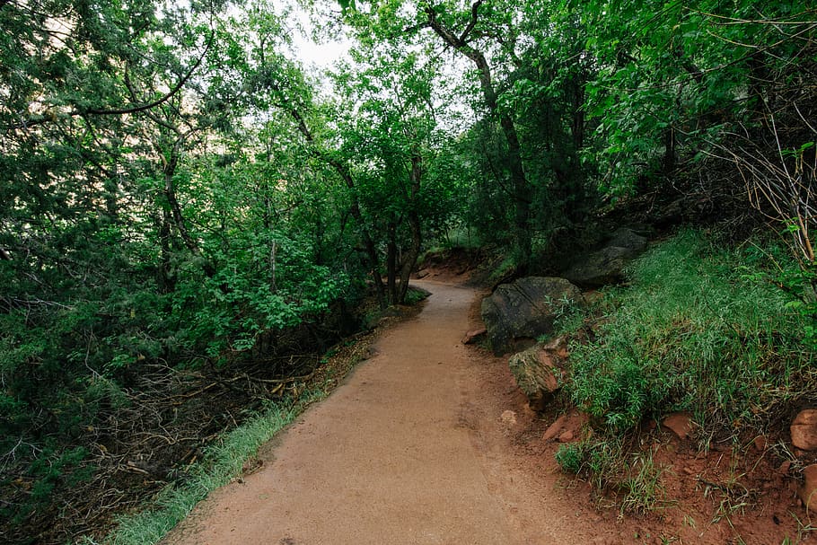 plant, tree, growth, forest, land, green color, direction, tranquility HD wallpaper
