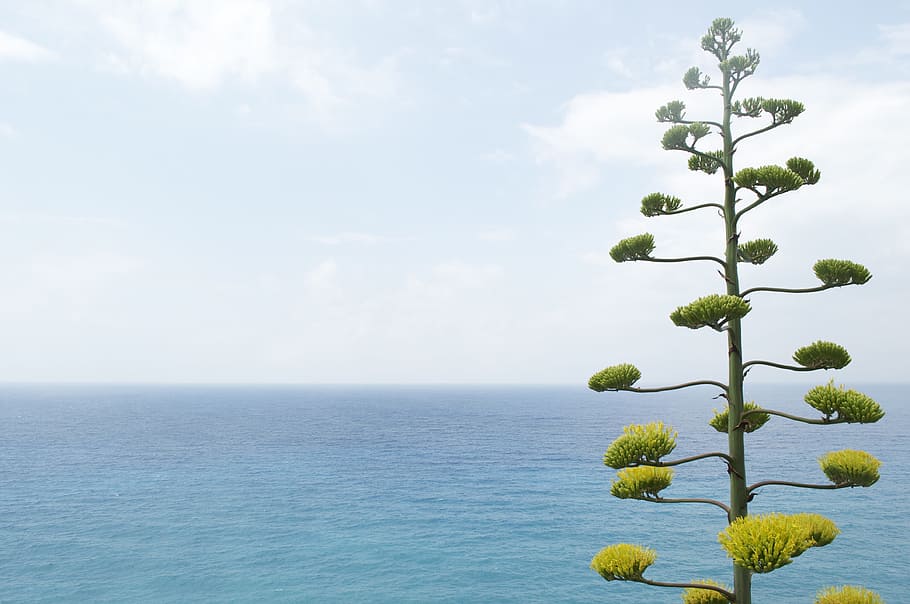 alone, lonely, tree, wood, sea, water, shore, beach, sky, plant HD wallpaper