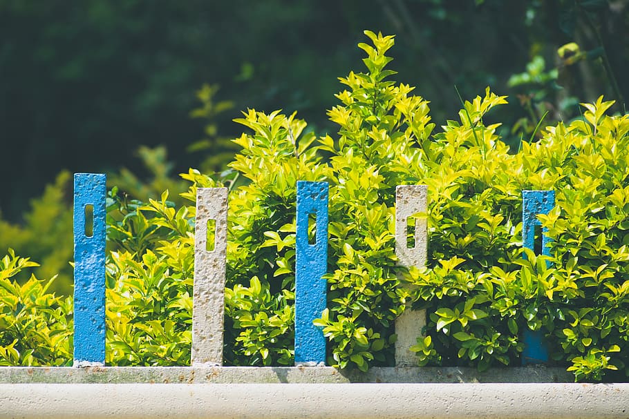 plants, green, yellow, growth, blue, day, nature, no people HD wallpaper
