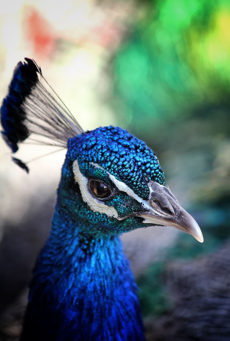 bird, peacock, blue, feather, colorful, plumage, iridescent HD wallpaper
