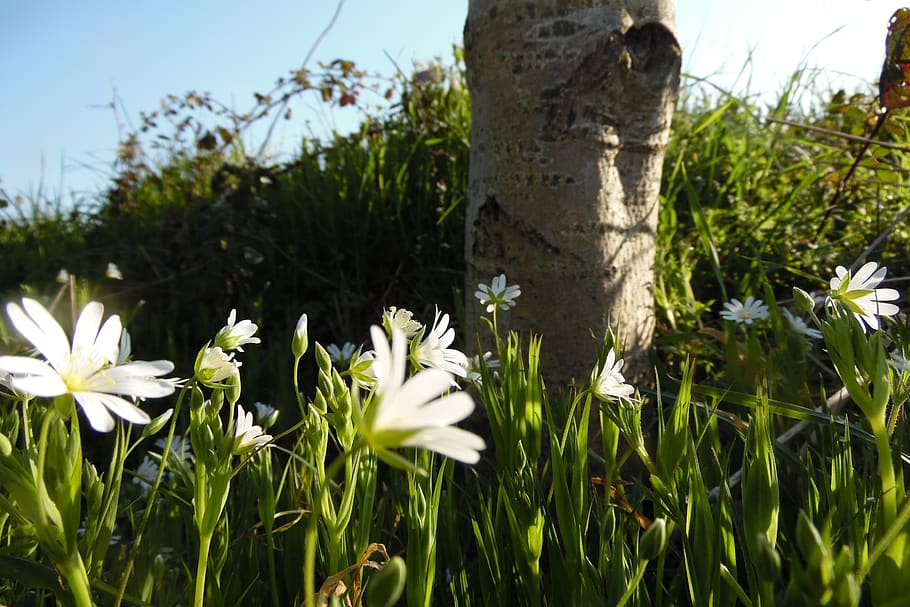 landscape, trunk, flower, grass, nature, tree, environment HD wallpaper