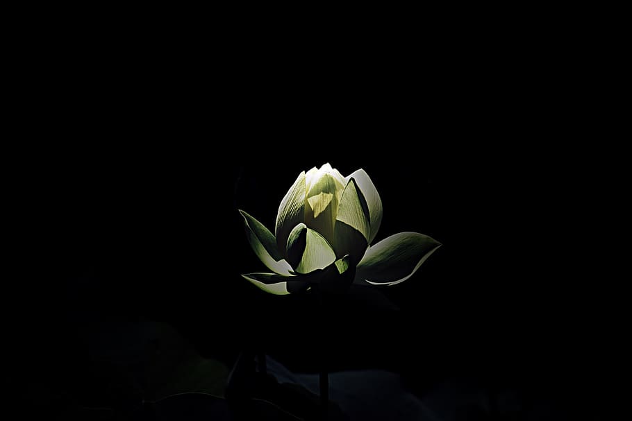 White Petaled Flower, black background, bloom, blooming, blossom HD wallpaper