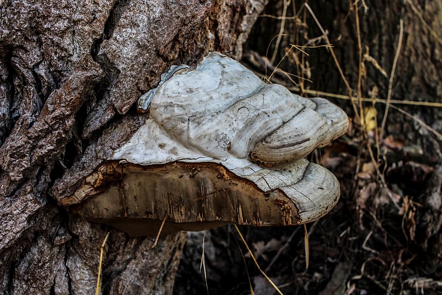mushroom, forest, nature, botany, plant, parasite, close up HD wallpaper