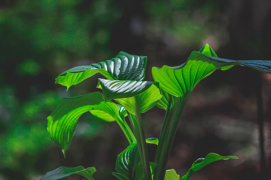 Green Plant, garden, growth, leaves, macro, green color, beauty in nature HD wallpaper