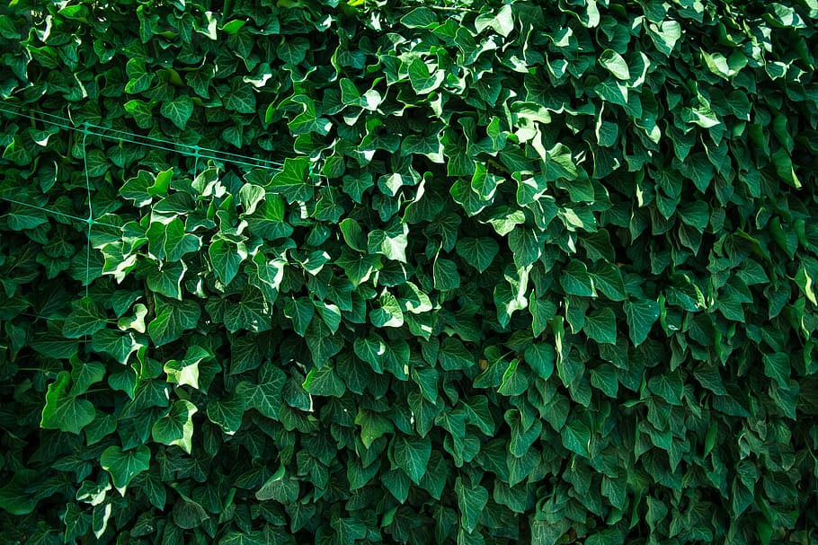 tree, grass, branch, plant, texture, leaf, flower, green, ivy, HD wallpaper