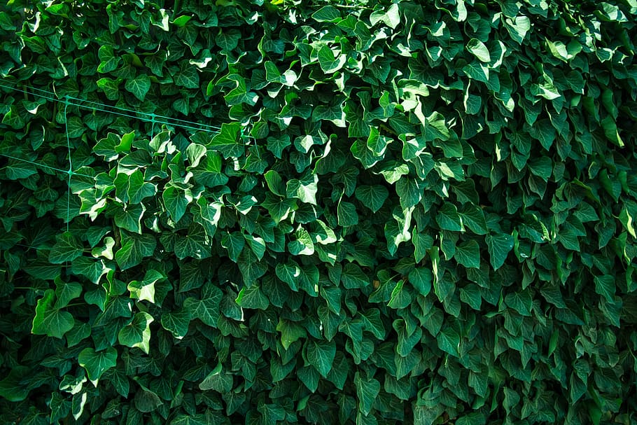 tree, grass, branch, plant, texture, leaf, flower, green, ivy HD wallpaper