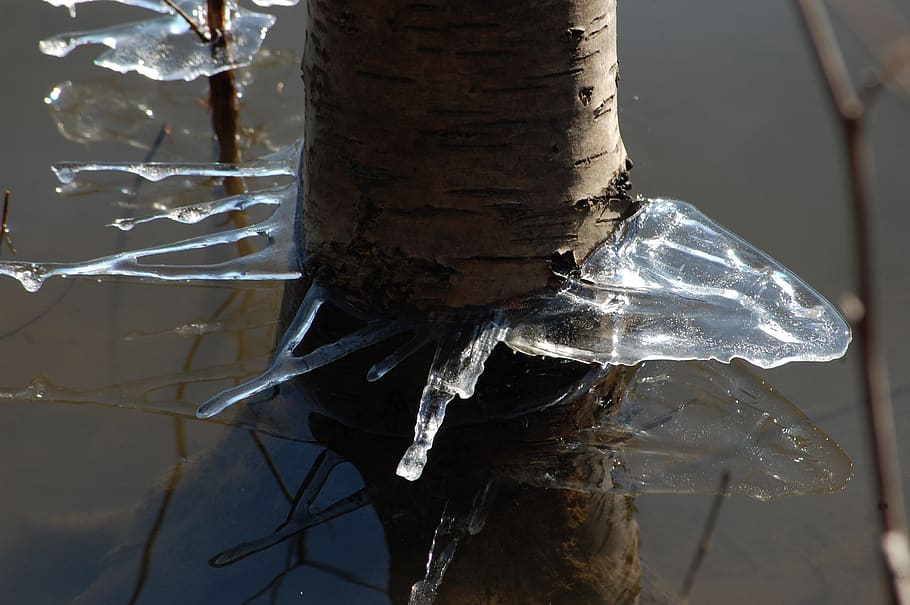 ice, winter, tree, tribe, no people, close-up, nature, focus on foreground HD wallpaper
