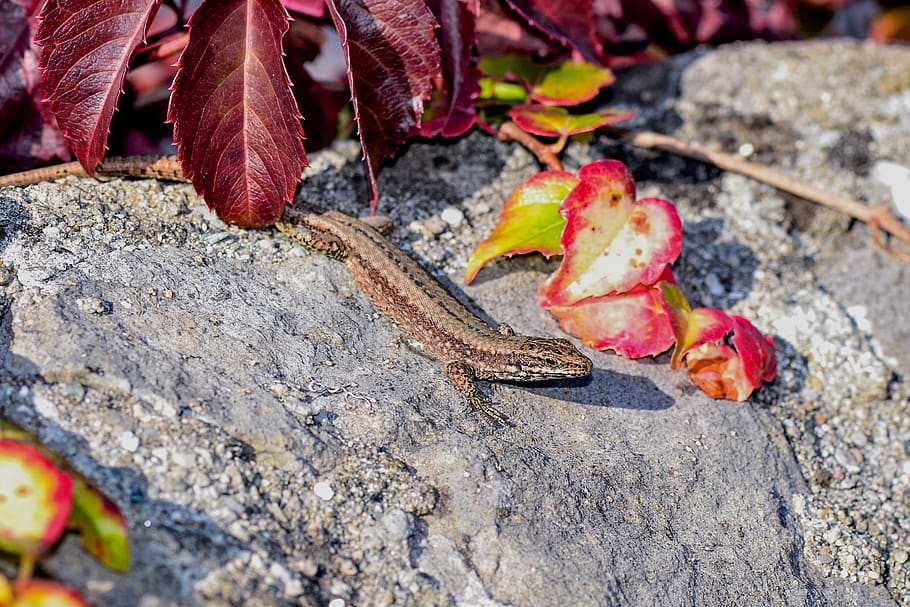 lizard, nature, reptile, stone, close up, animal, sand lizard HD wallpaper