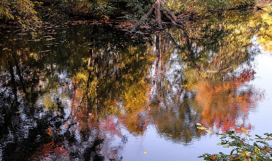 germany, berlin, pond, reflection, colorful, autumn, nature HD wallpaper