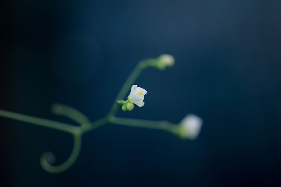 flower, nature, background, close-up, no people, studio shot HD wallpaper