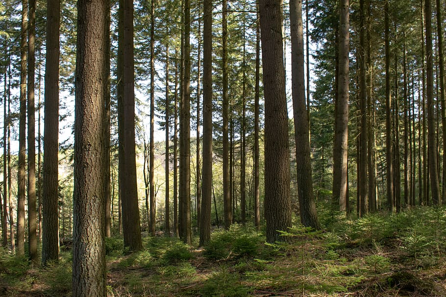 Tall Trees, environment, forest, nature, woods, plant, land, woodland HD wallpaper