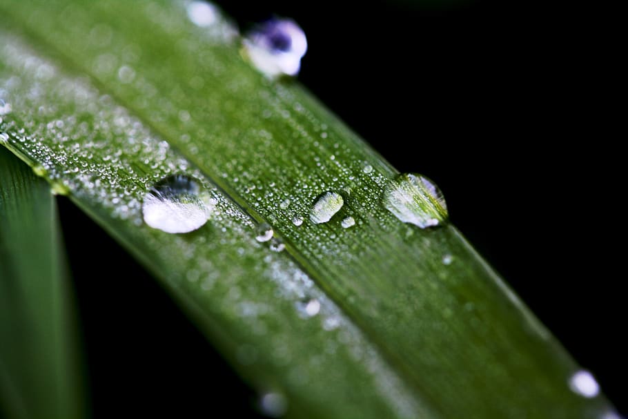 water, drops, grass, wet, green color, close-up, leaf, plant part HD wallpaper