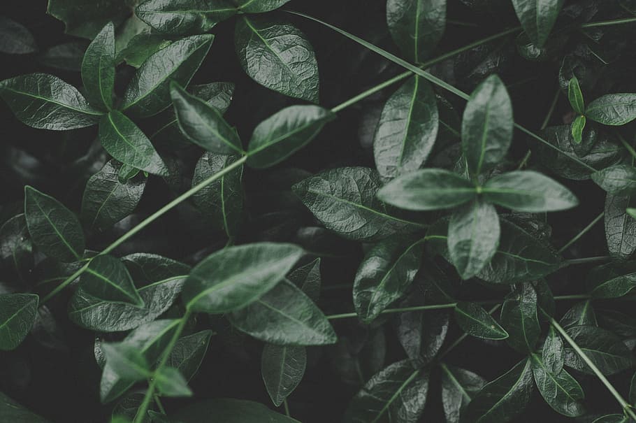 closeup photo of green leaves, plant, leaf, dark, branch, texture HD wallpaper