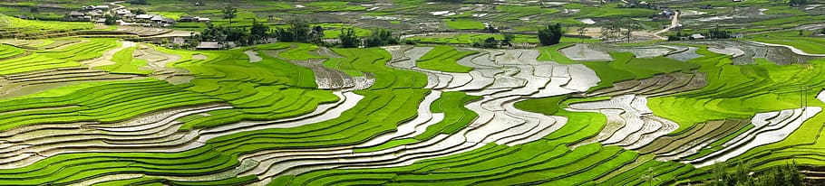season, pour water, transplanted rice, minority, field, terraces