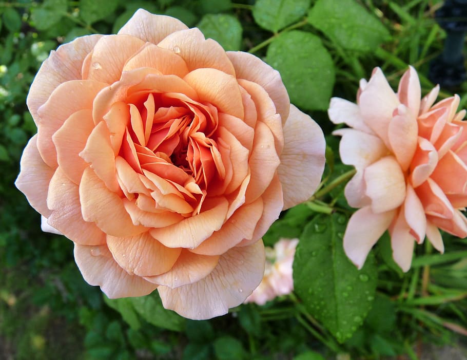 flower, rose, fragrant, garden, nature, flowering plant, petal HD wallpaper