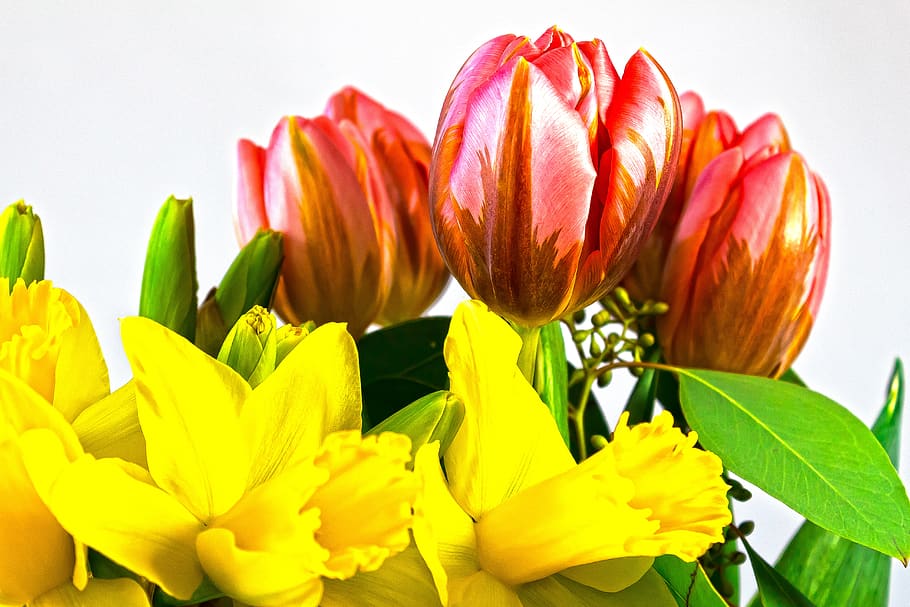 tulip, lilies, spring, nature, flower, schnittblume, blossom HD wallpaper