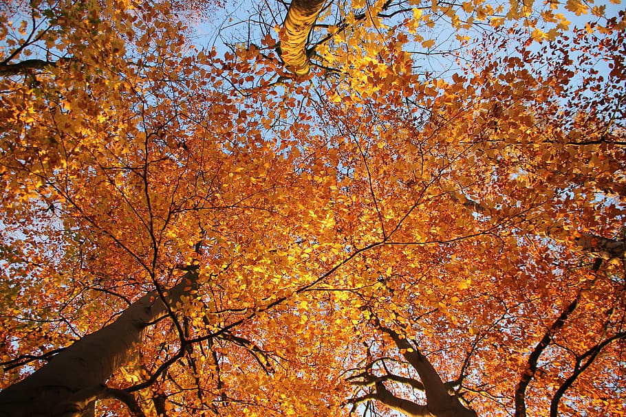 leaves, sunshine, tree, forest, autumn, change, orange color HD wallpaper