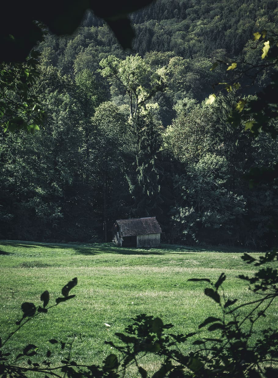 brown house near trees, flora, vegetation, rainforest, plant HD wallpaper