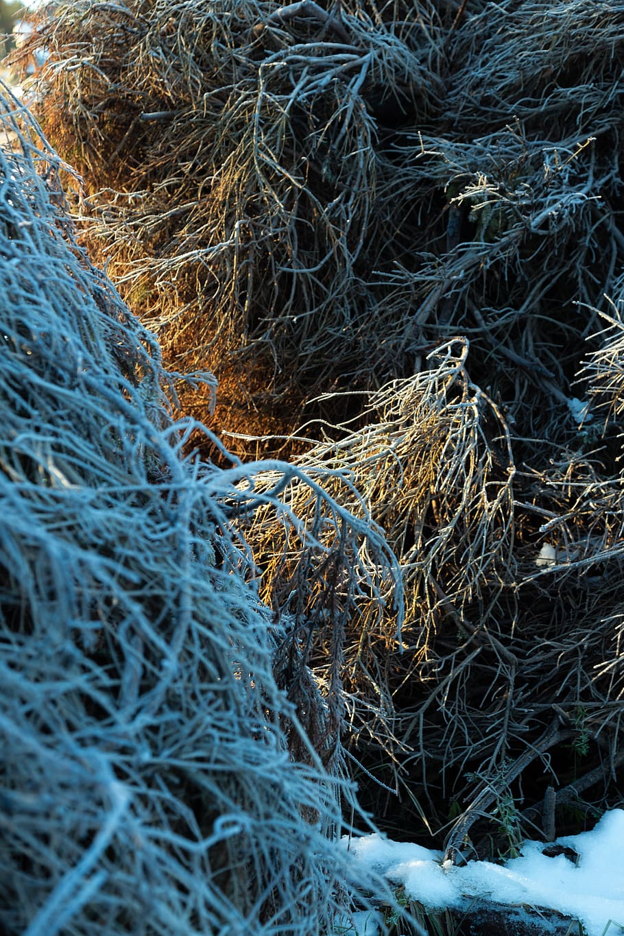 tree, branch, slug, winter, cold, sun, frozen, snow, no people HD wallpaper