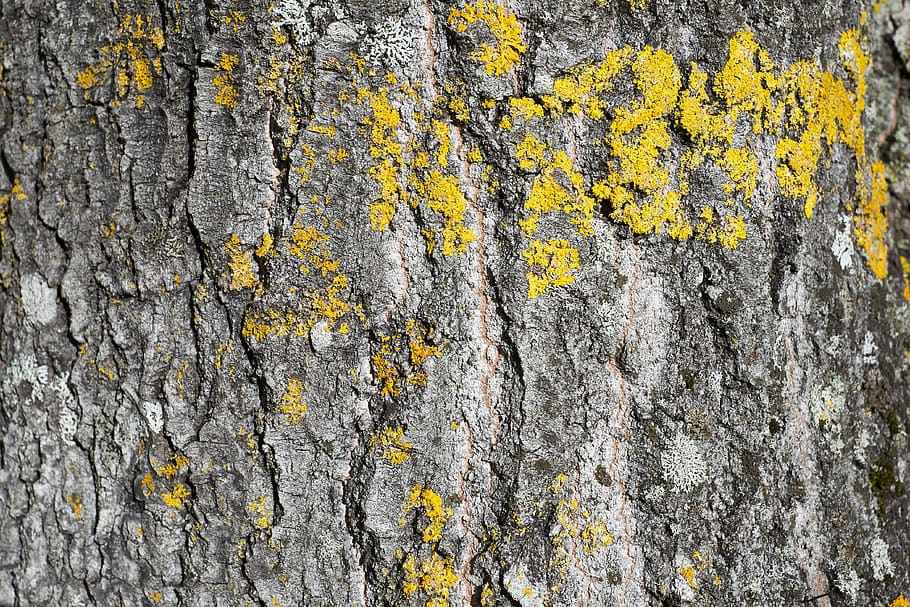 norway, fetsund, colors, pattern, mood, dark, tree, light, trees HD wallpaper