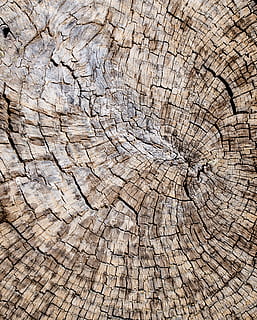 wood, tree, plant, tree trunk, rug, cracks, tree stump, mud HD wallpaper