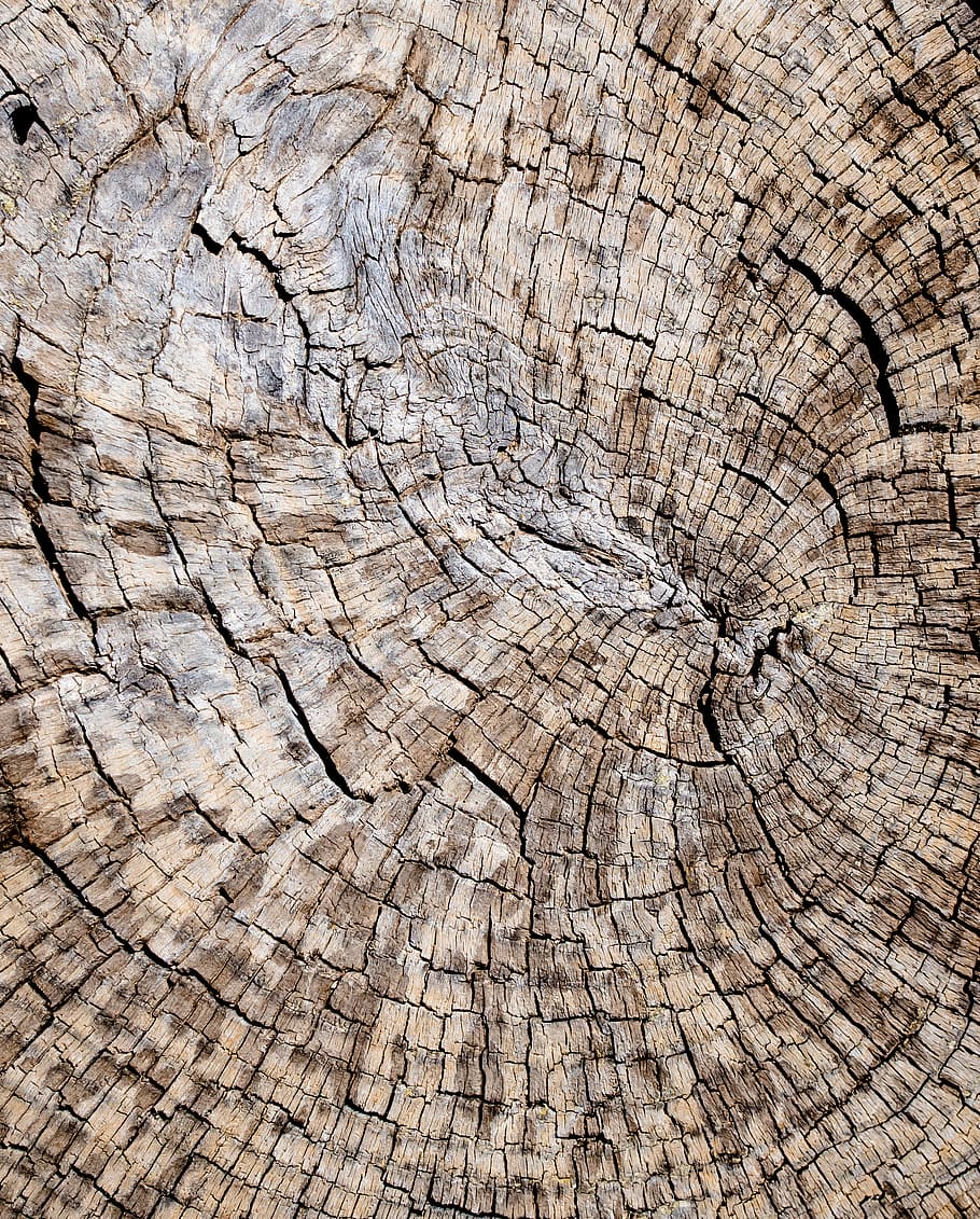wood, tree, plant, tree trunk, rug, cracks, tree stump, mud, HD wallpaper