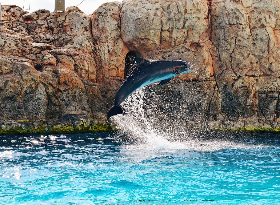 dolphin, aquarium, in motion, life, nature, water, vsco, rock, HD wallpaper