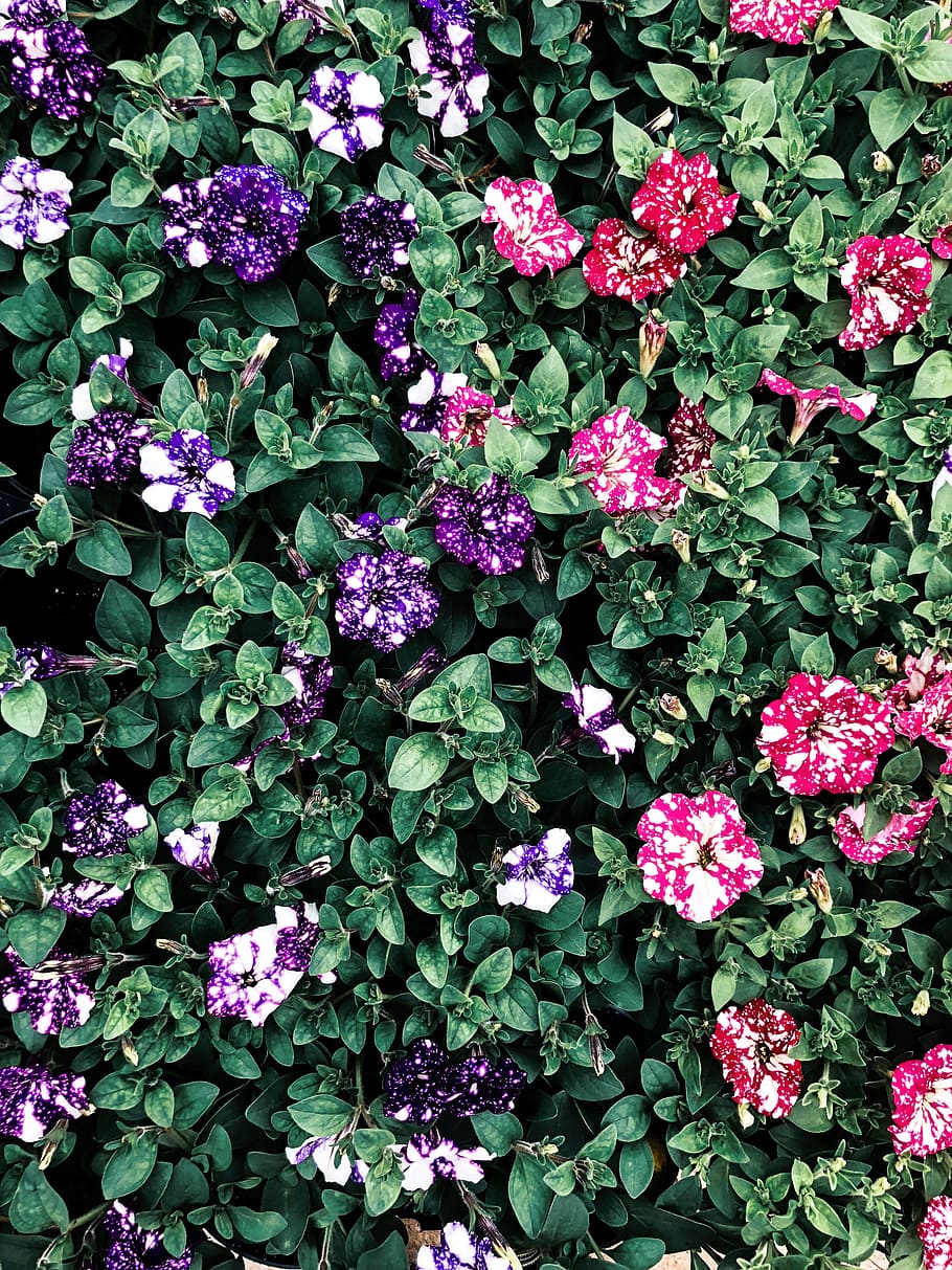 Multicolored Petaled Flowers, bloom, blooming, blossom, botanical HD wallpaper