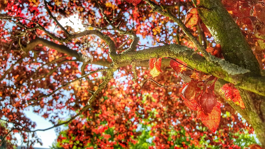 france, paris, red, tree, sunlight, plant, autumn, branch, beauty in nature HD wallpaper