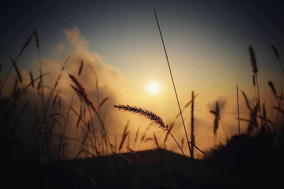 Silhouette of Grass at Twilight, backlit, clouds, evening, field HD wallpaper