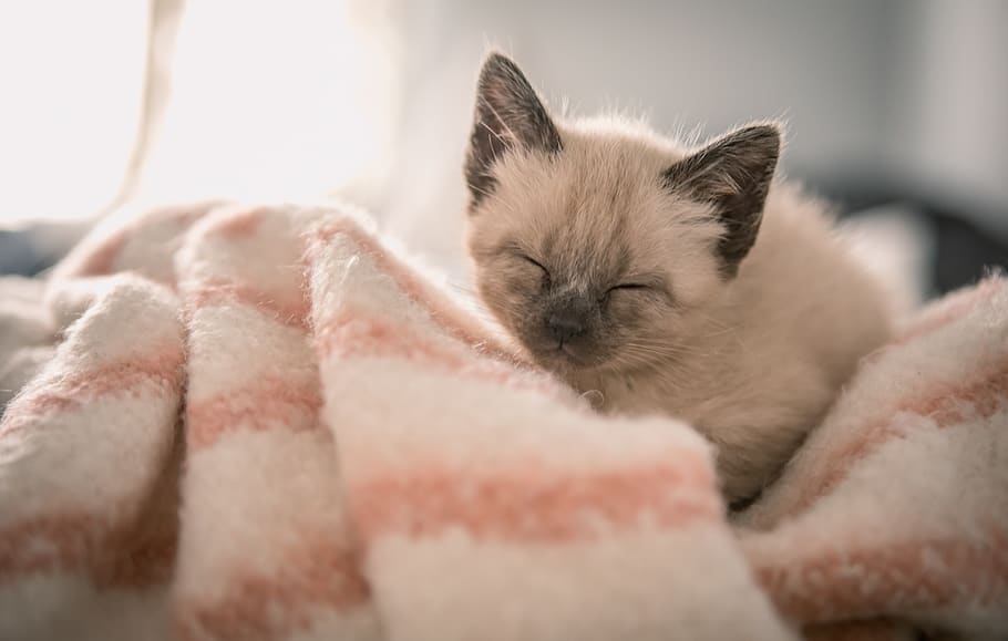 Siamese kitten on pink textile, domestic, pets, mammal, animal themes HD wallpaper